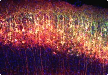 Neurons in a mouse