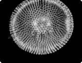 Phacodiscus Clypeus